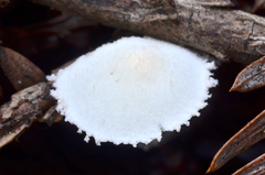 Cystolepiota seminuda image