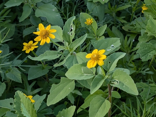 Heliopsis annua, photograph 1