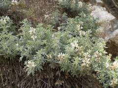 Lupinus dalesiae