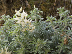 Lupinus dalesiae