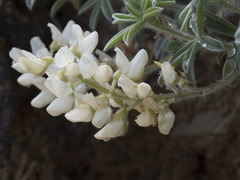 Lupinus dalesiae