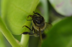 Apis mellifera