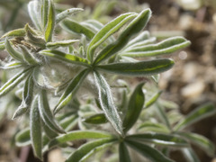 Lupinus dalesiae