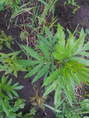 Jacobaea cannabifolia