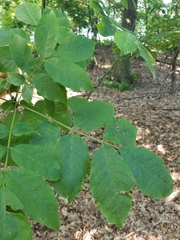 Fraxinus