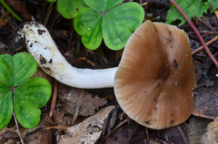 Hygrocybe colemanniana image