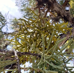 Phoradendron juniperinum