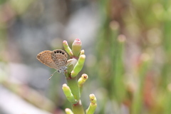 Brephidium pseudofea