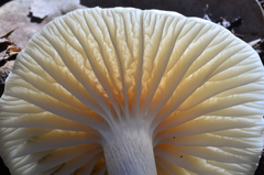 Cuphophyllus virgineus image