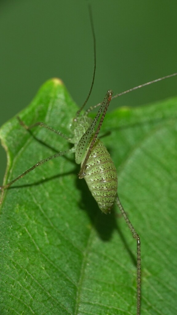 Ladhani Insect Letanini from Nagla on July 26, 2024 at 10:52 AM by Dinesh Sharma ...