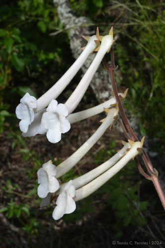 Sinningia tubiflora
