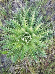 Cirsium scariosum