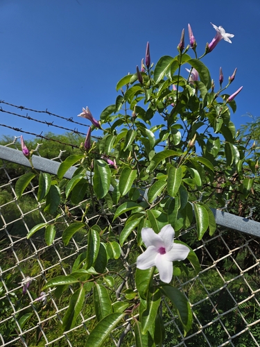 Cryptostegia grandiflora observed 2024-06-06