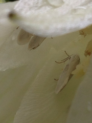 Tegeticula yuccasella