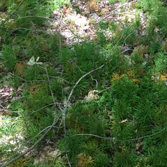 Dendrolycopodium hickeyi