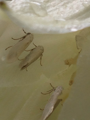 Tegeticula yuccasella