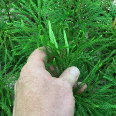 Dendrolycopodium hickeyi