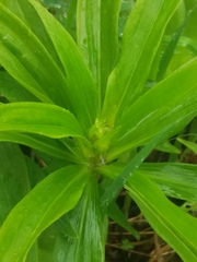 Lilium debile