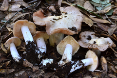 Entoloma subsaundersii image