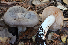 Entoloma subsaundersii image