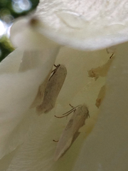 Tegeticula yuccasella