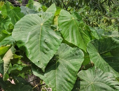 Macaranga peltata