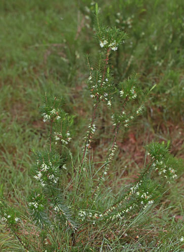 Narrow-leaf Melichrus (Melichrus gibberagee)