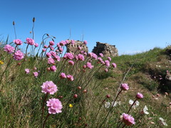 Armeria maritima maritima