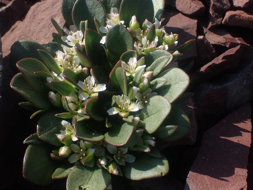 Image of Claytonia megarhiza by no rights reserved