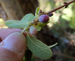 Lonicera caerulea cauriana