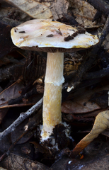 Agaricus micromegethus image