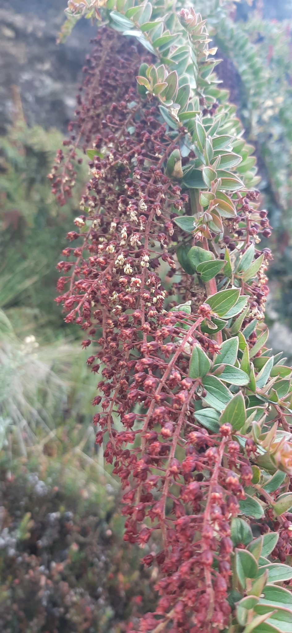 Coriariaceae image