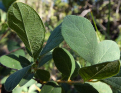 Lonicera caerulea cauriana