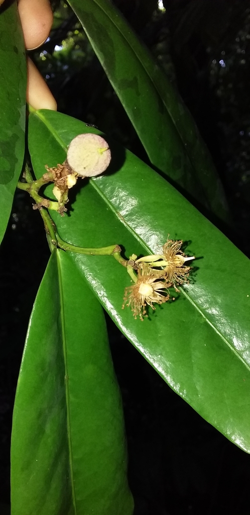 Laetia povedae