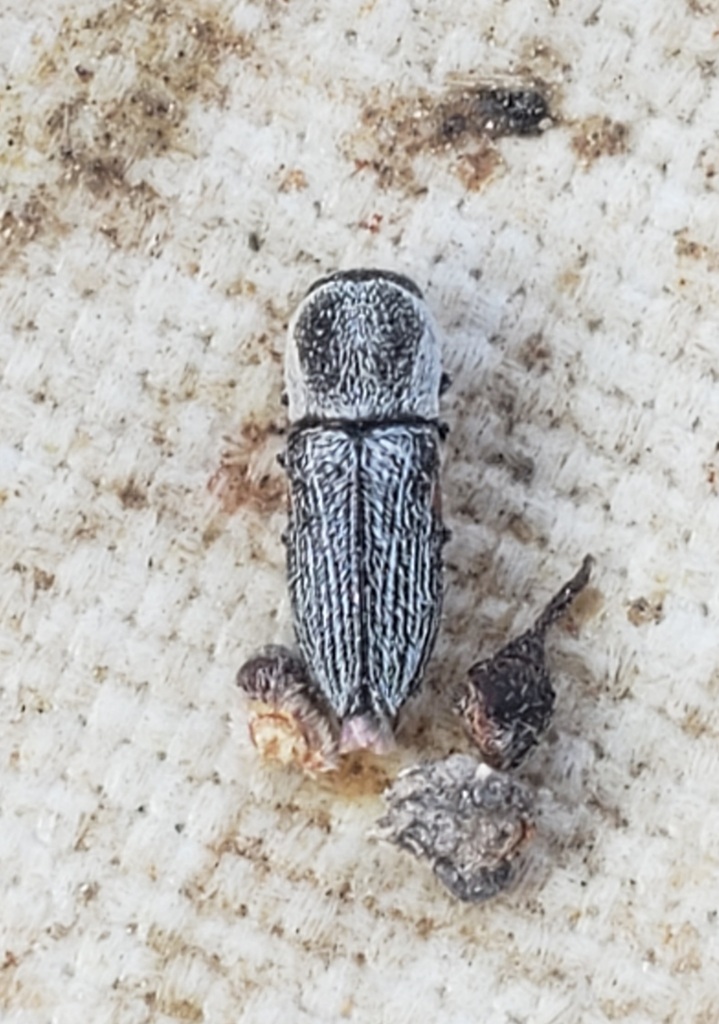 Paratyndaris albofasciata