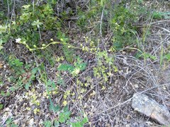 Lithophragma parviflorum parviflorum