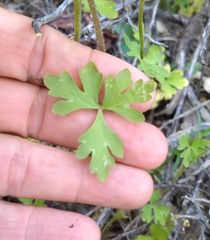 Lithophragma parviflorum parviflorum