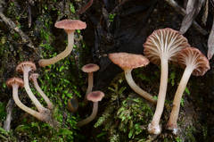 Contumyces rosellus image