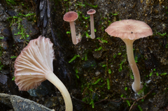 Contumyces rosellus image