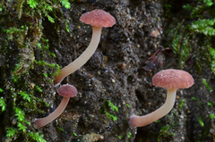 Contumyces rosellus image
