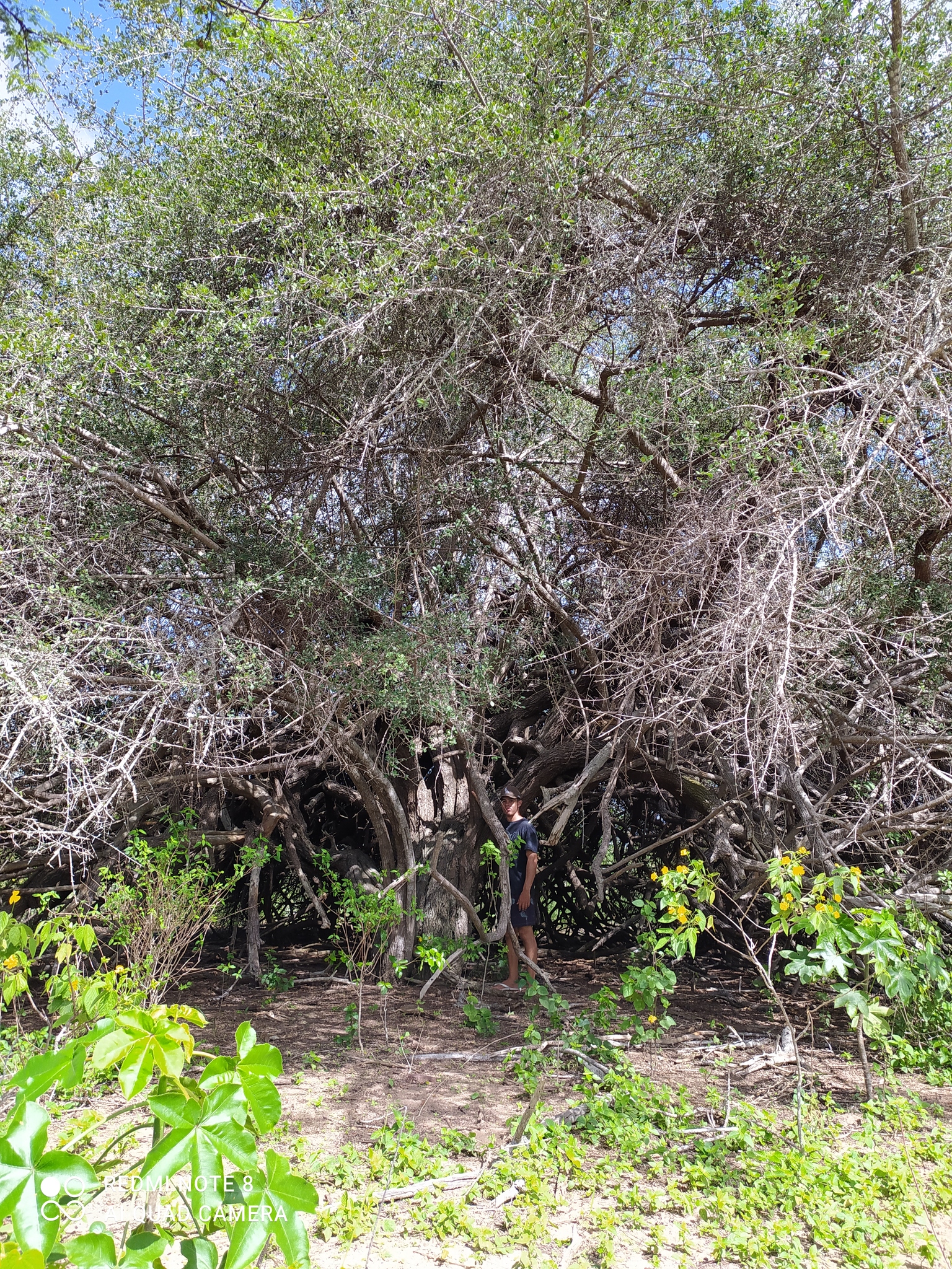 Imagem de Quixaba
