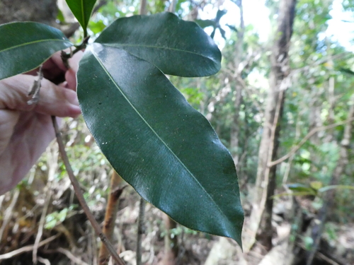 Image of Calophyllum sil by (c) Steve Fitzgerald, some rights reserved (CC BY-SA)