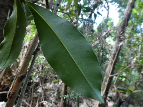 Image of Calophyllum sil by (c) Steve Fitzgerald, some rights reserved (CC BY-SA)