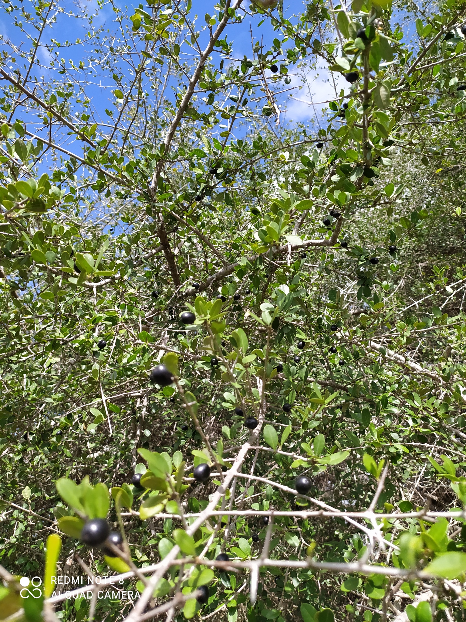 Imagem de Quixaba