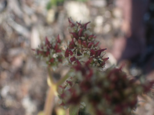 Image of Micranthes occidentalis by no rights reserved