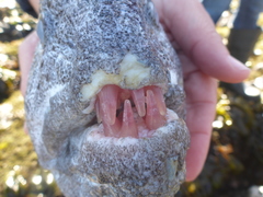 Anarrhichthys ocellatus