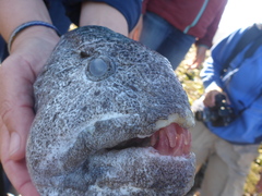Anarrhichthys ocellatus