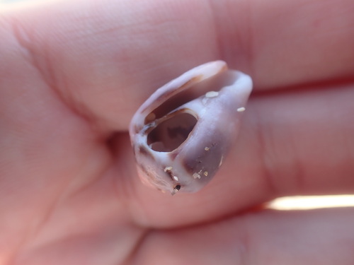 Coronated Cone — seen at this dive site