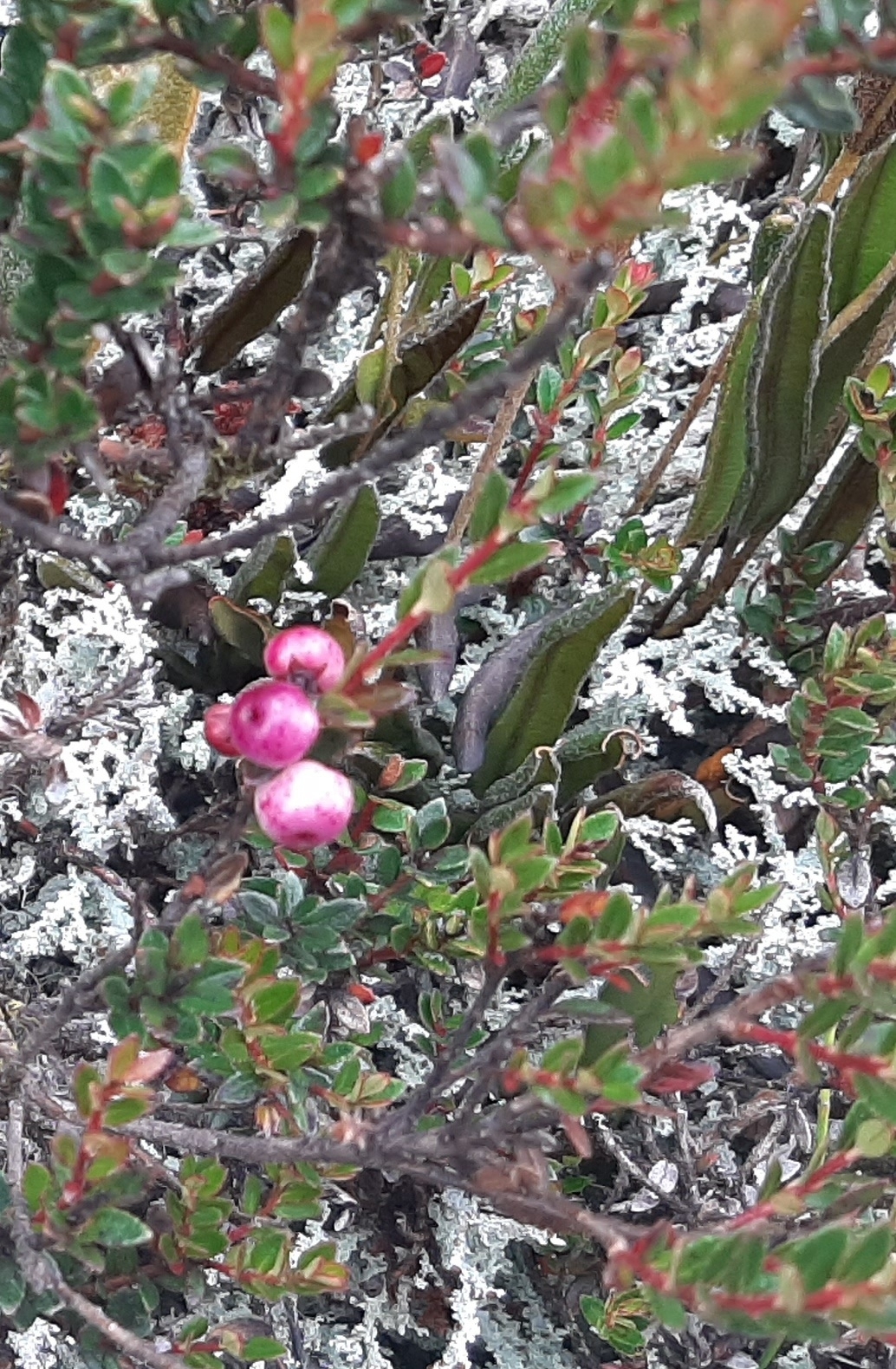 Gaultheria image