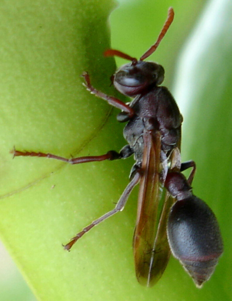 Ropalidia clavata